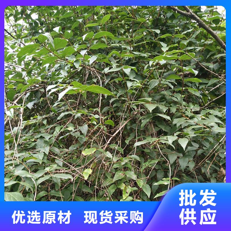 爱情果苗怎么卖批发零售
