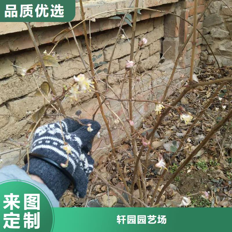 爱情果苗量多优惠