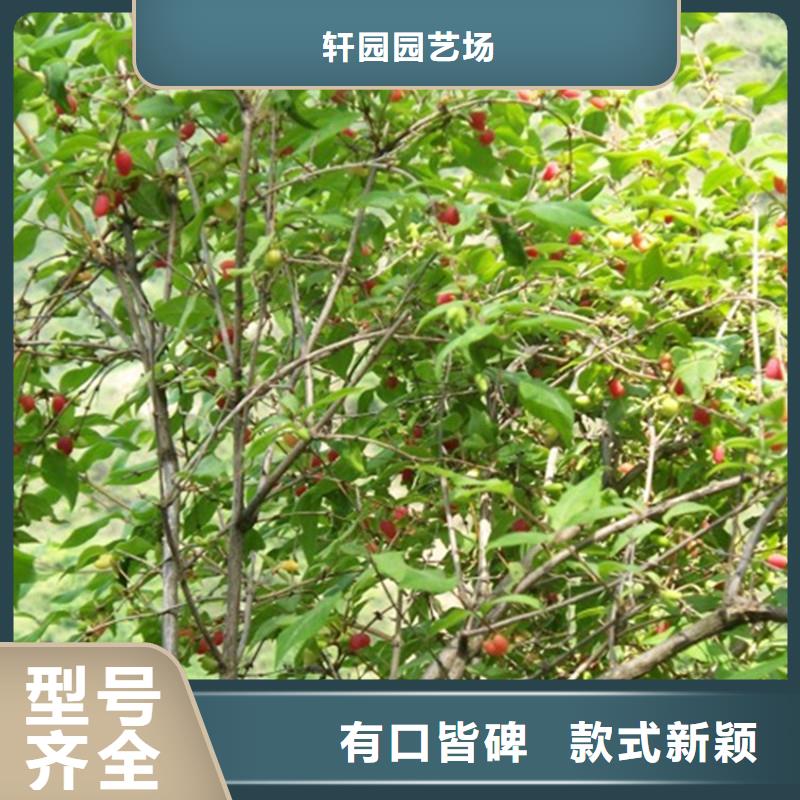 爱情果苗怎么卖批发零售