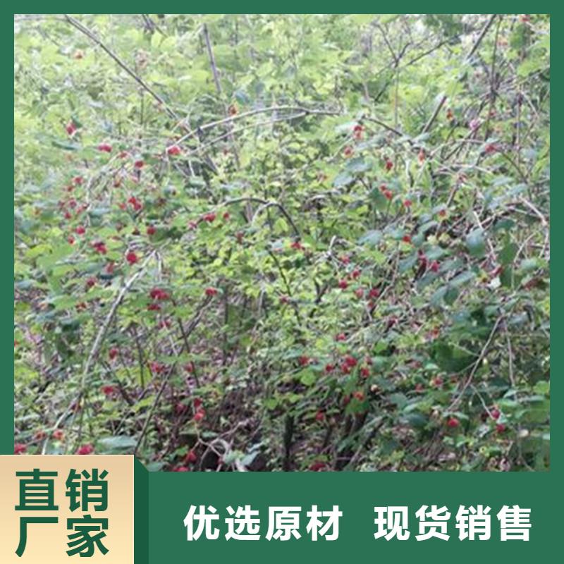 爱情果苗怎么卖批发零售