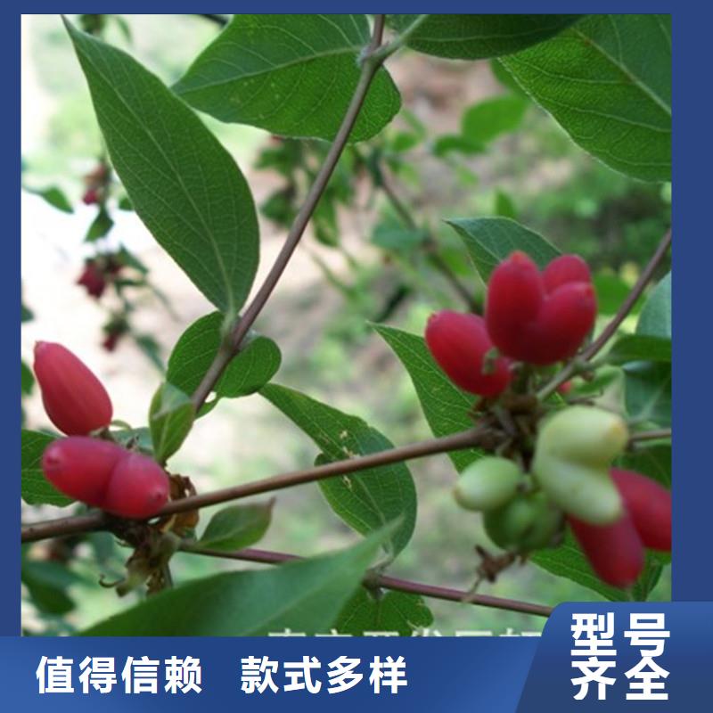 杈杷果苗现挖苗现发货
