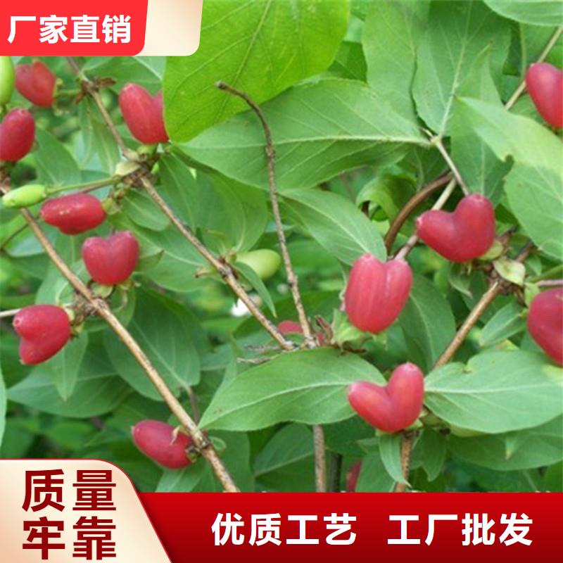爱情果苗怎么卖批发零售