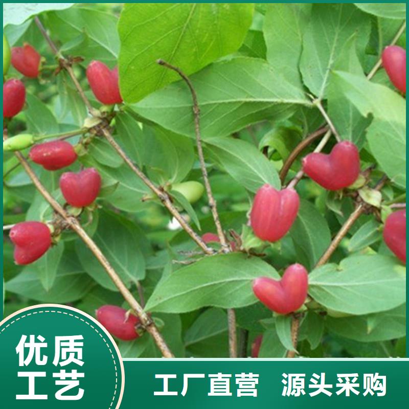 杈杷果苗现挖苗现发货