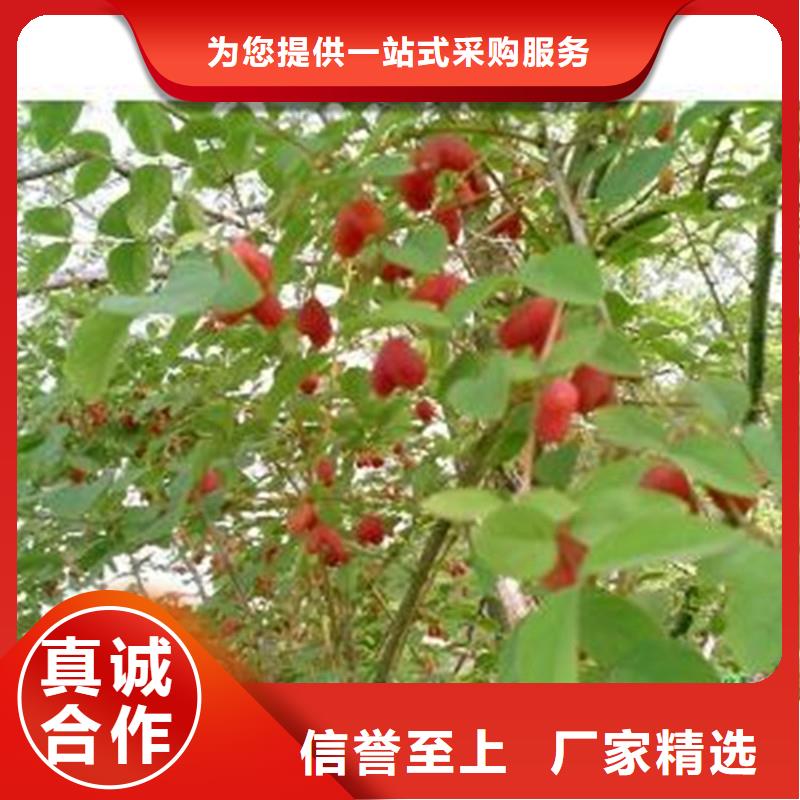 杈杷果苗现挖苗现发货