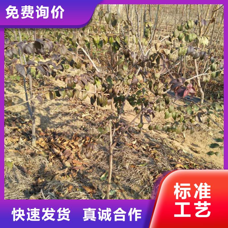杈杷果苗现挖苗现发货