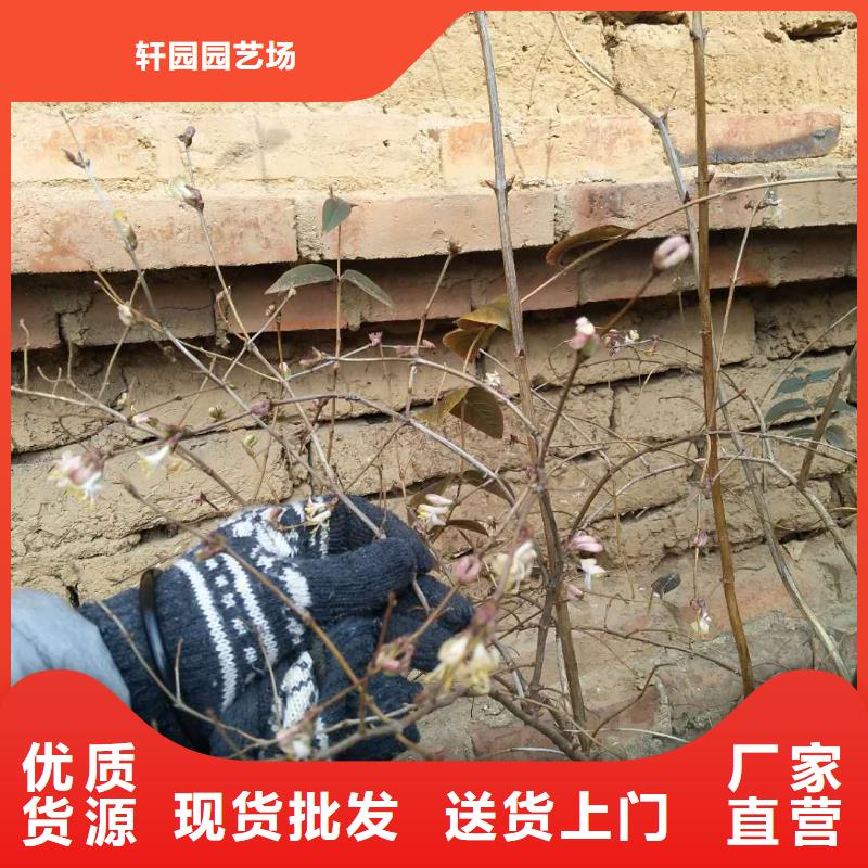 爱情果苗怎么卖批发零售