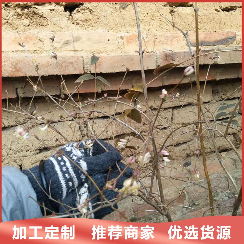 爱情果苗量多优惠