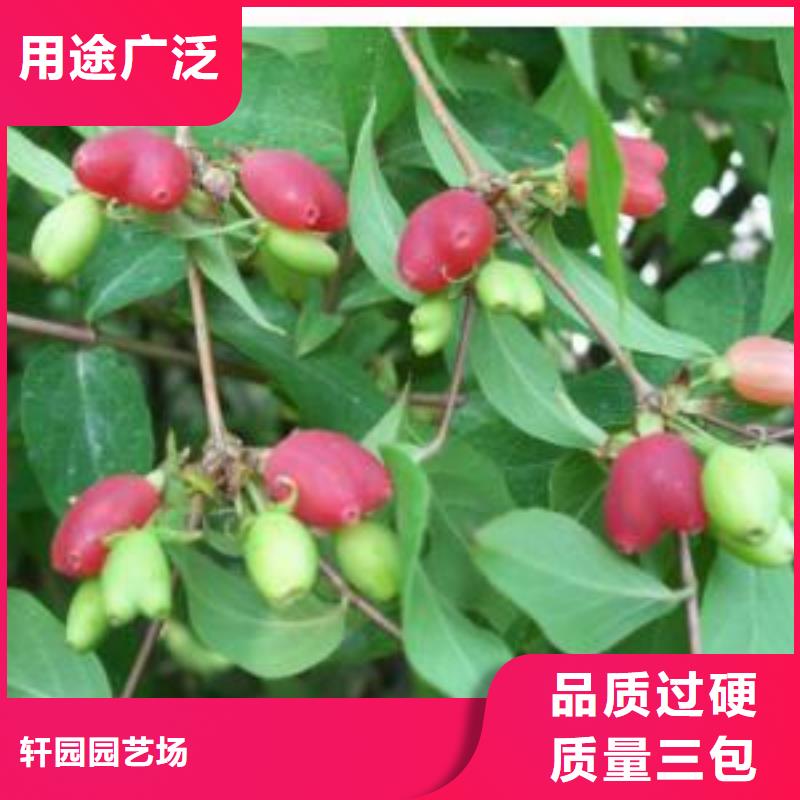 爱情果苗怎么卖批发零售