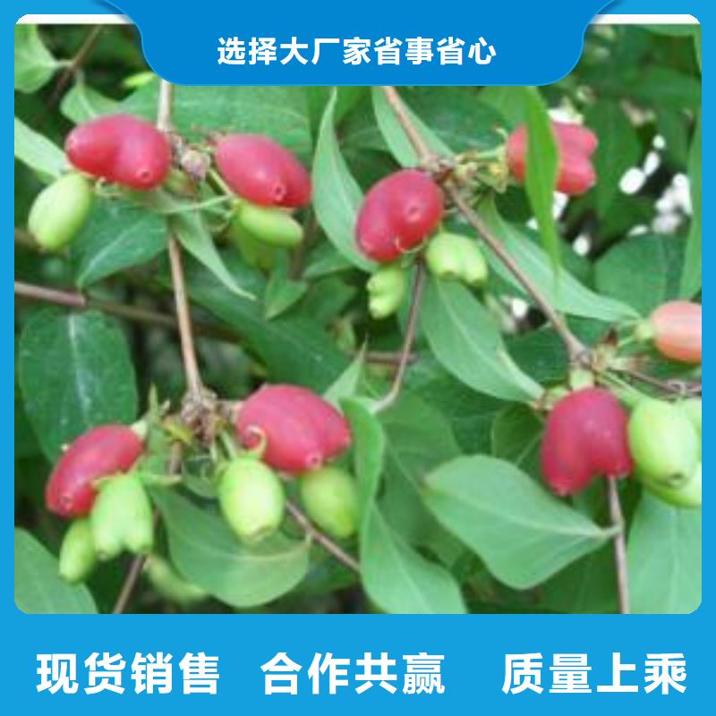 杈杷果苗现挖苗现发货