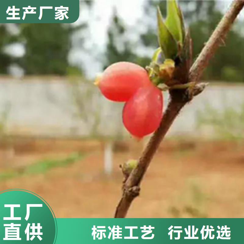 爱情果苗怎么卖批发零售