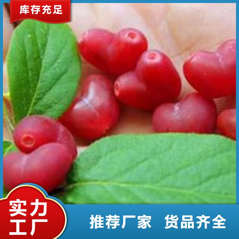 杈杷果苗现挖苗现发货