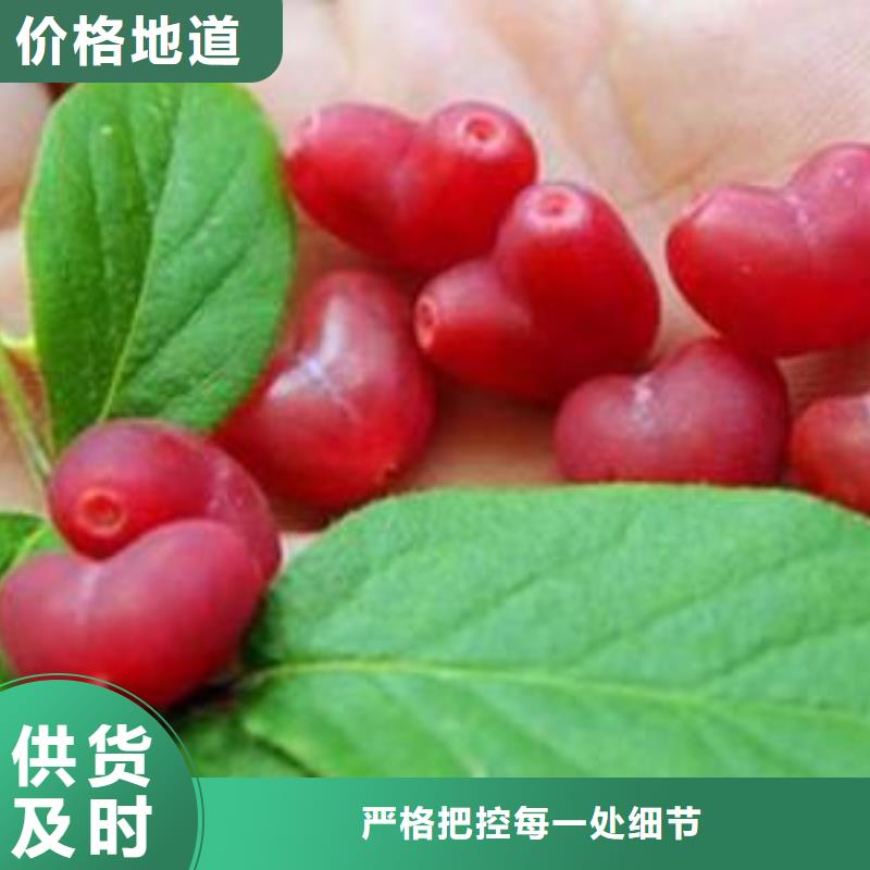 爱情果苗怎么卖批发零售