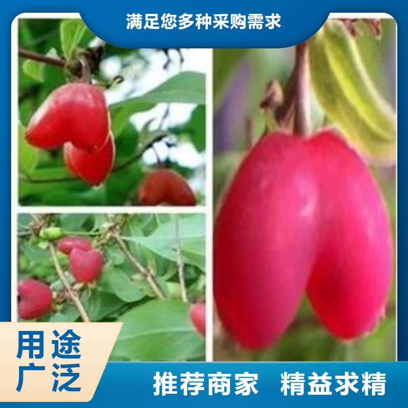 杈杷果苗现挖苗现发货