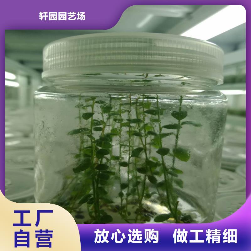 蓝莓苗【猕猴桃苗】厂家直销值得选择