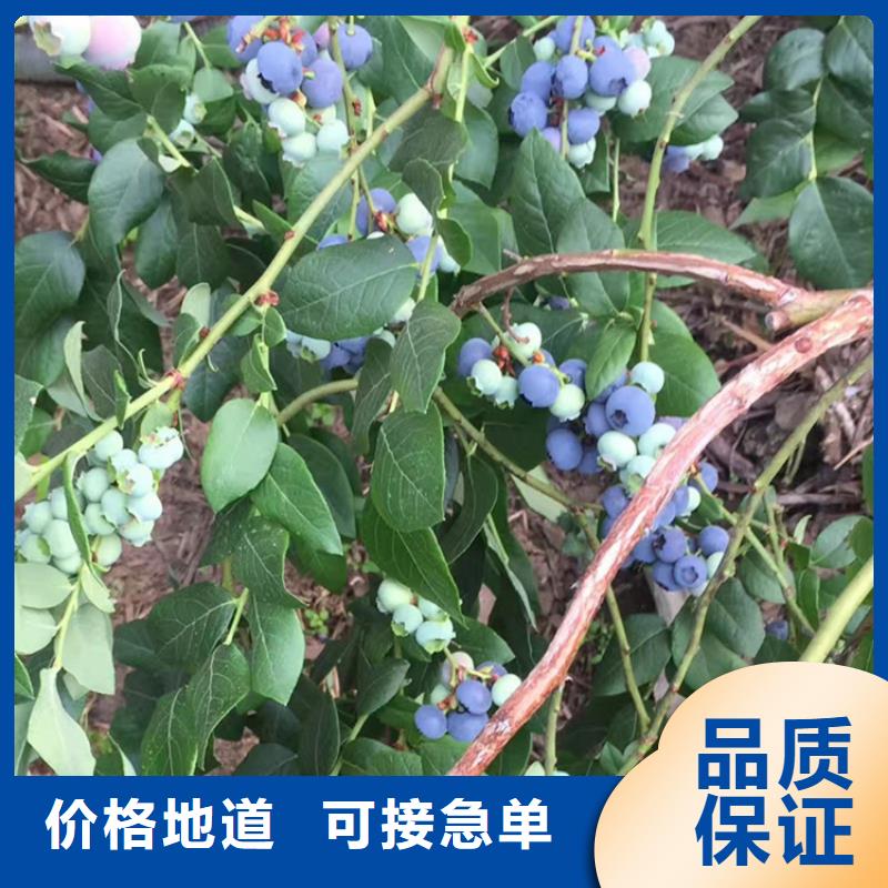 蓝莓苗【猕猴桃苗】厂家直销值得选择