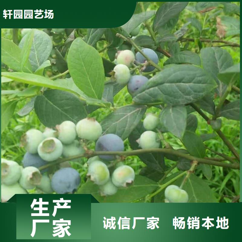 蓝莓苗_玛瑙红石榴苗实拍展现