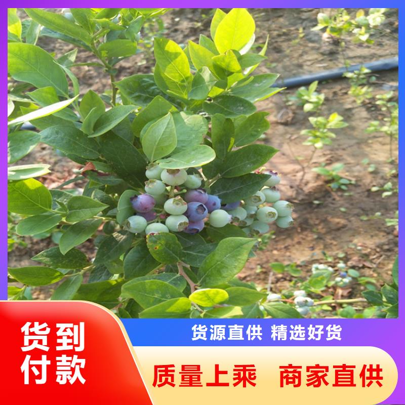 蓝莓苗_玛瑙红石榴苗实拍展现