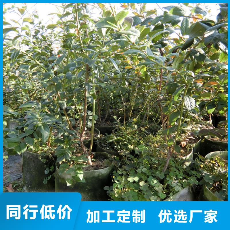 蓝莓苗【猕猴桃苗】厂家直销值得选择