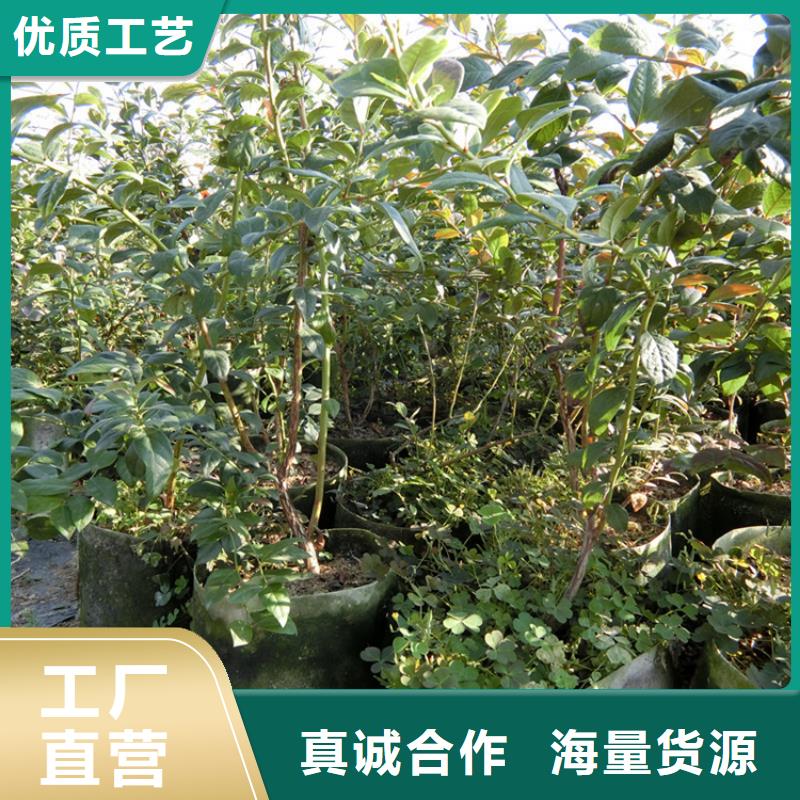 蓝莓苗_玛瑙红石榴苗实拍展现