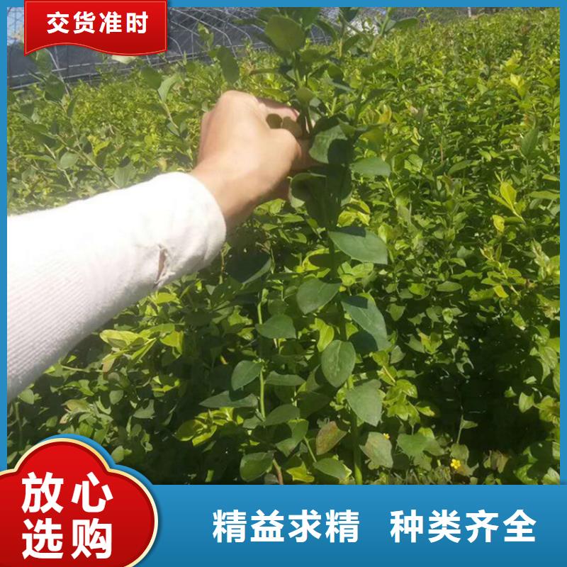 蓝莓苗【猕猴桃苗】厂家直销值得选择