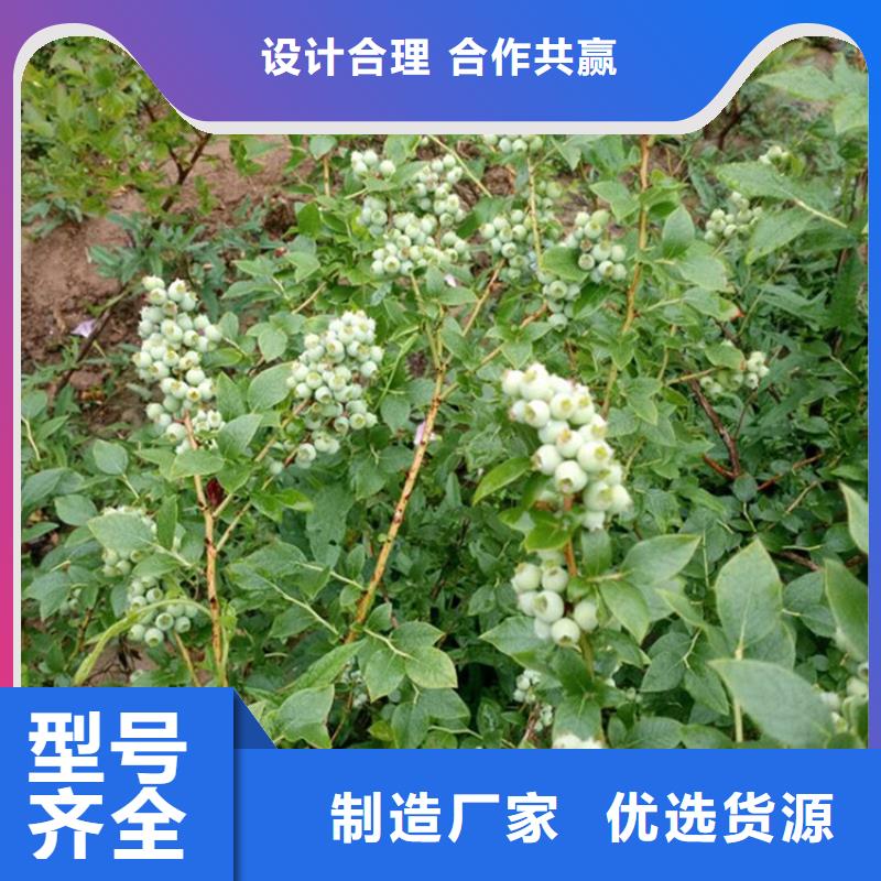 蓝莓苗_玛瑙红石榴苗实拍展现
