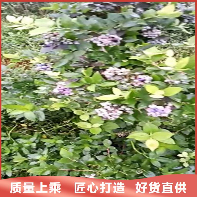 蓝莓苗【猕猴桃苗】厂家直销值得选择
