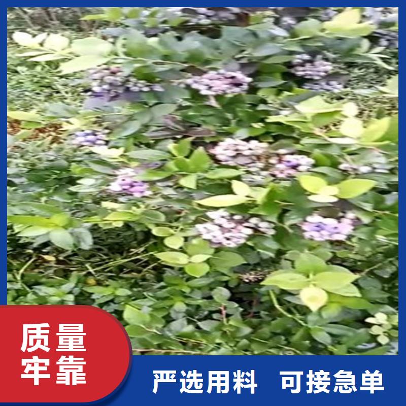 蓝莓苗_玛瑙红石榴苗实拍展现