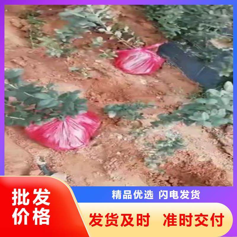 蓝莓苗【猕猴桃苗】厂家直销值得选择