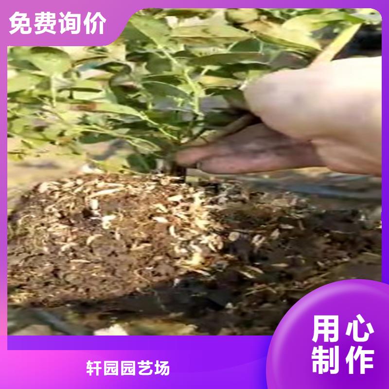蓝莓苗_玛瑙红石榴苗实拍展现