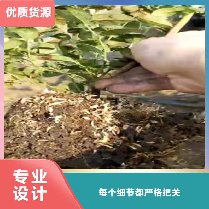 蓝莓苗【猕猴桃苗】厂家直销值得选择