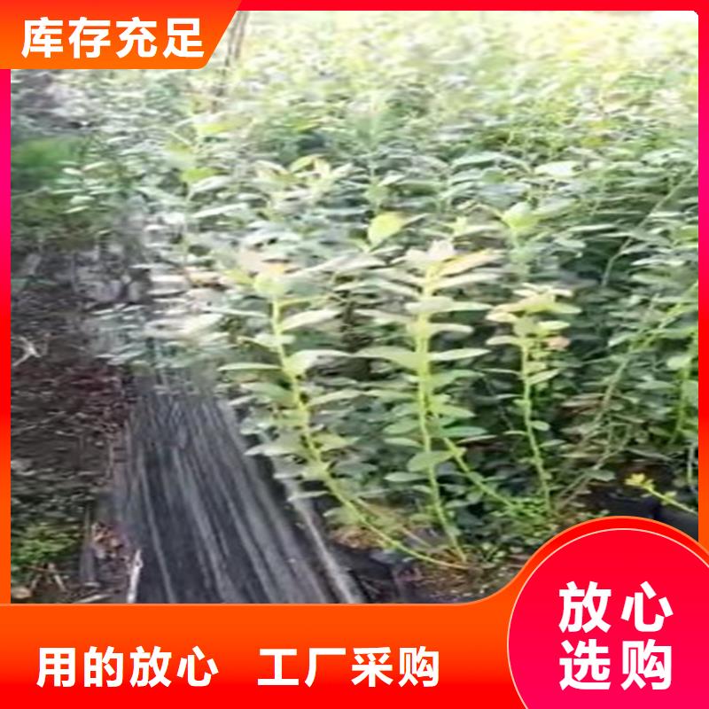 蓝莓苗【猕猴桃苗】厂家直销值得选择