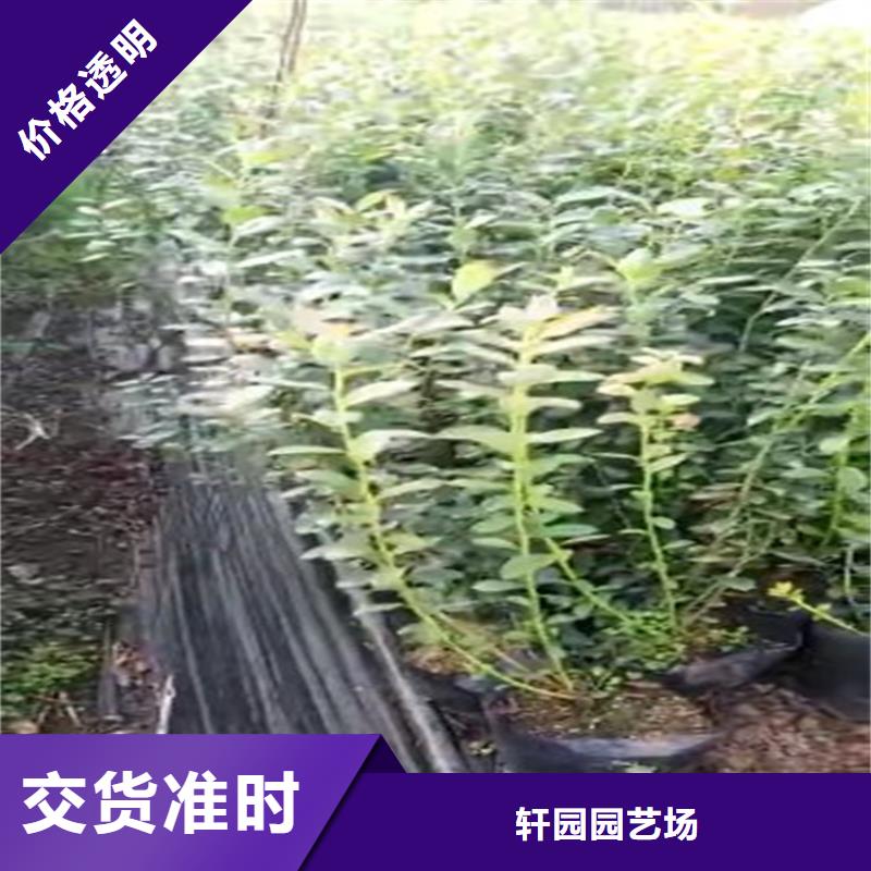 蓝莓苗_玛瑙红石榴苗实拍展现