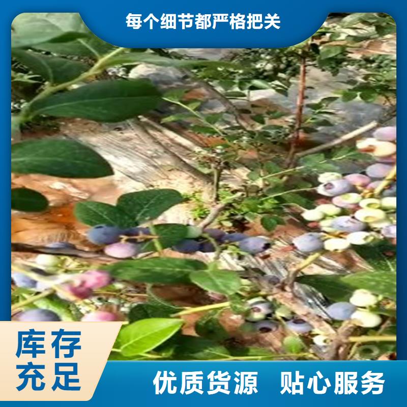 蓝莓苗_玛瑙红石榴苗实拍展现