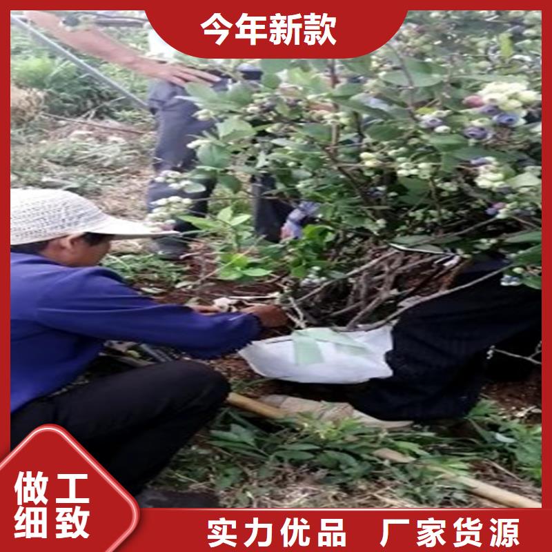 蓝莓苗【猕猴桃苗】厂家直销值得选择