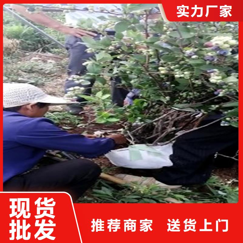 蓝莓苗_玛瑙红石榴苗实拍展现