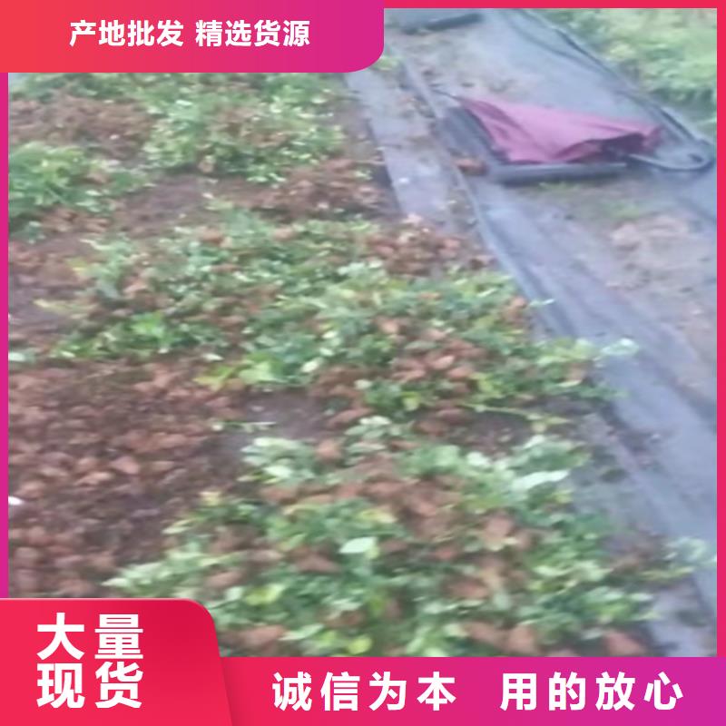 蓝莓苗【猕猴桃苗】厂家直销值得选择