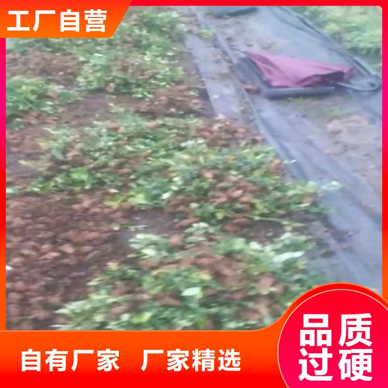 蓝莓苗_玛瑙红石榴苗实拍展现
