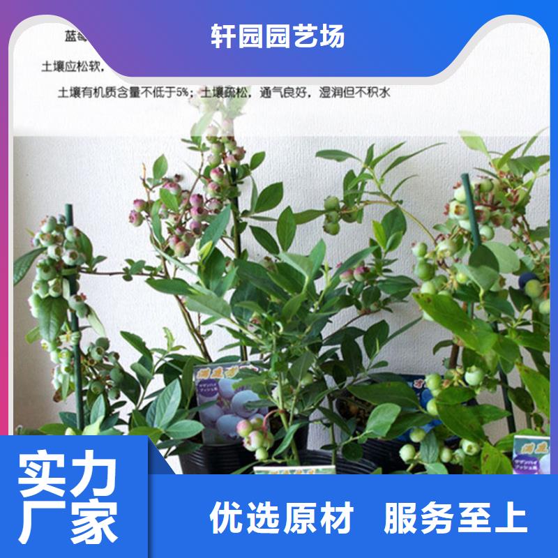 蓝莓苗_玛瑙红石榴苗实拍展现