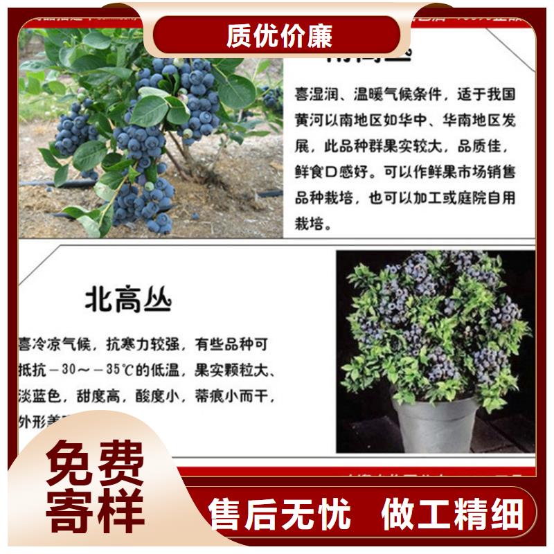 蓝莓苗【猕猴桃苗】厂家直销值得选择