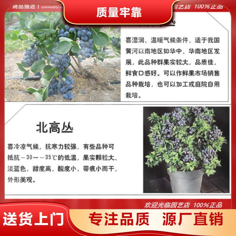 蓝莓苗_玛瑙红石榴苗实拍展现