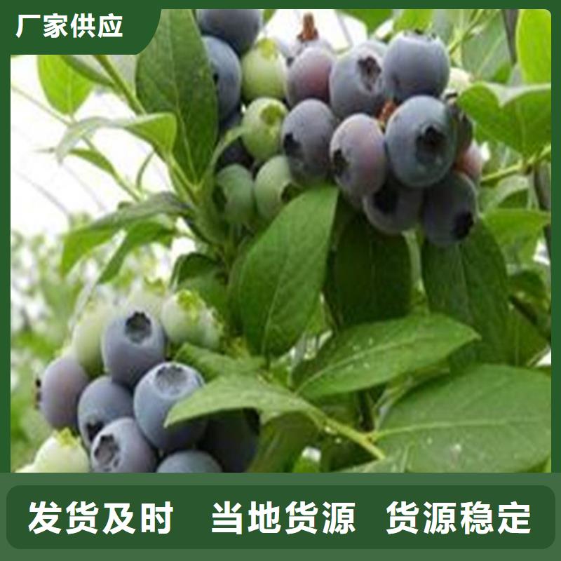 蓝莓苗_玛瑙红石榴苗实拍展现