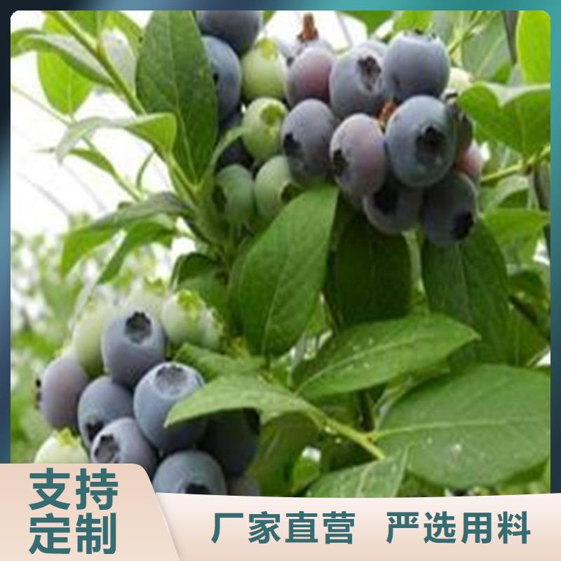 蓝莓苗【猕猴桃苗】厂家直销值得选择