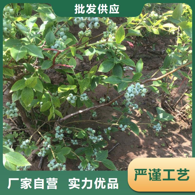 蓝莓苗_玛瑙红石榴苗实拍展现