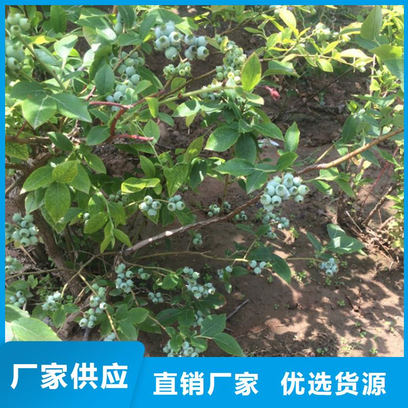 蓝莓苗【猕猴桃苗】厂家直销值得选择