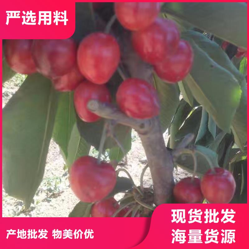 樱桃【桃树苗】实力见证