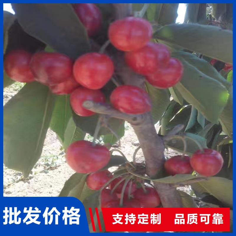 大樱桃苗批发价格