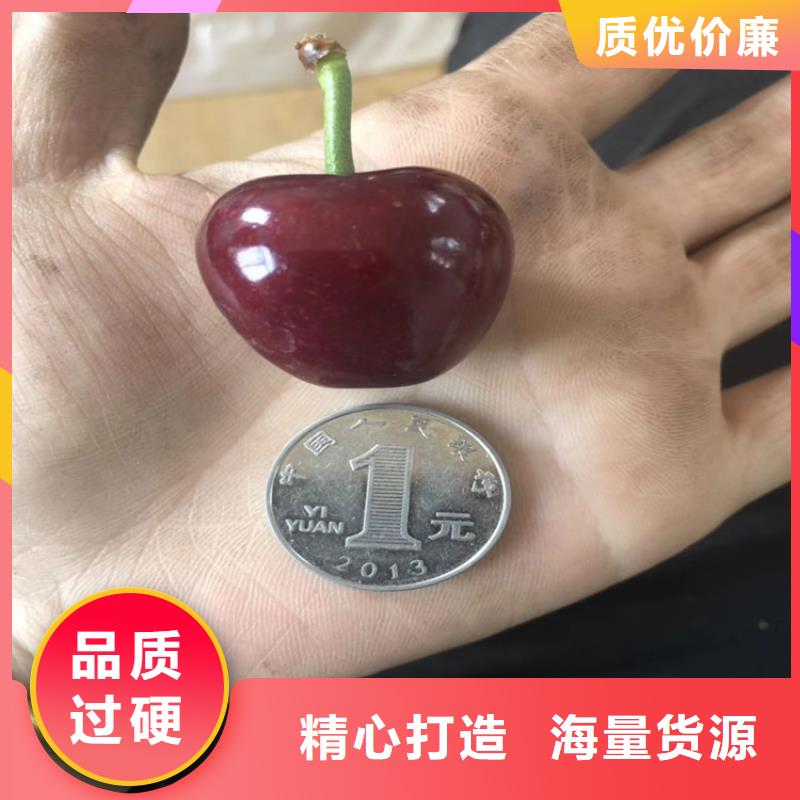 大樱桃苗批发价格