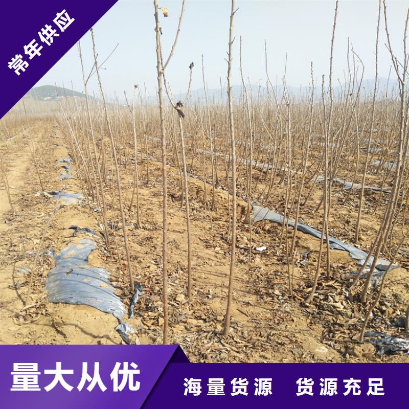 樱桃【桃树苗】实力见证