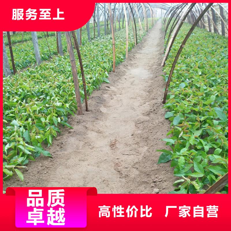 大樱桃苗批发价格