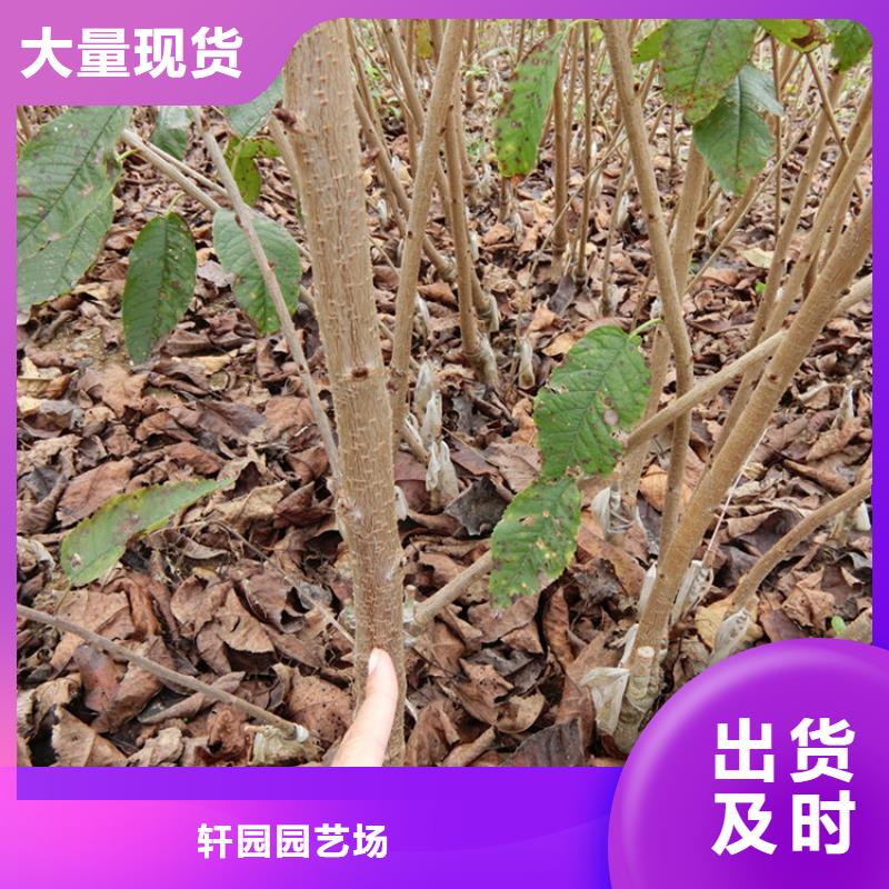 樱桃【桃树苗】实力见证